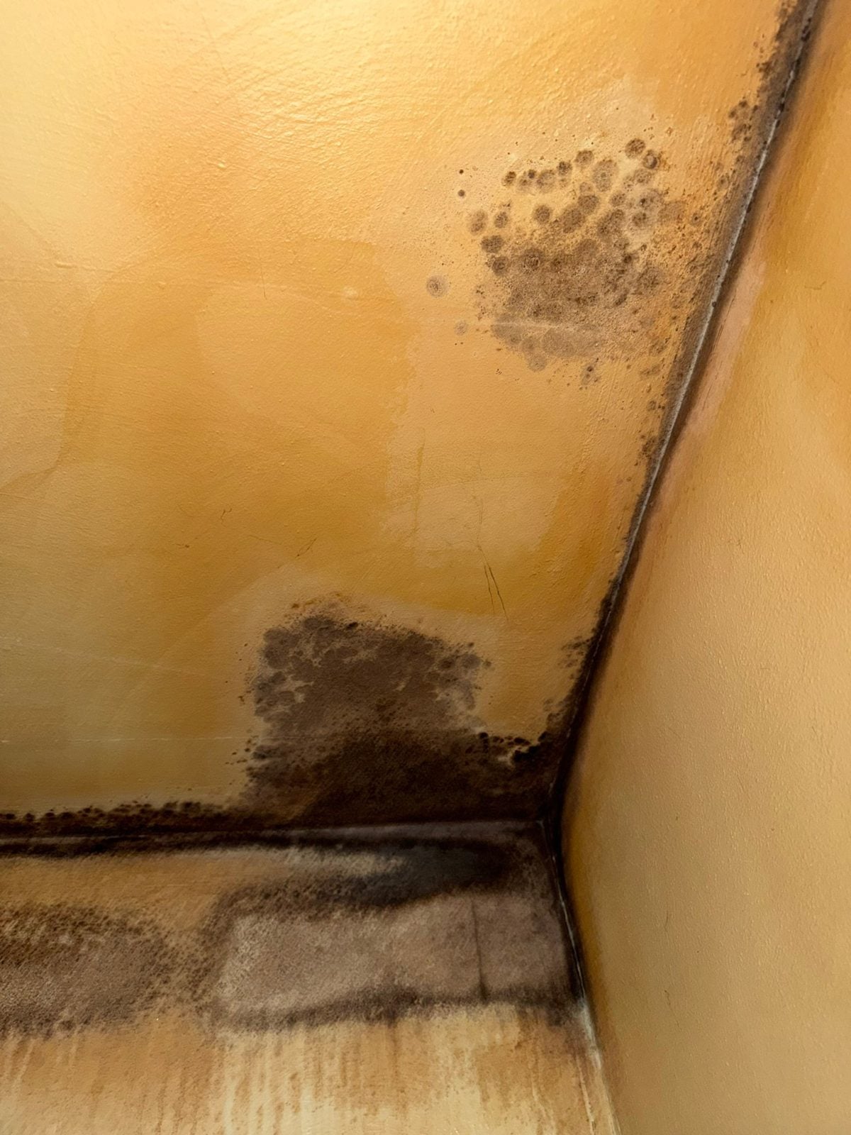 Visible mold growth on a wall and ceiling before remediation in Leechburg, PA