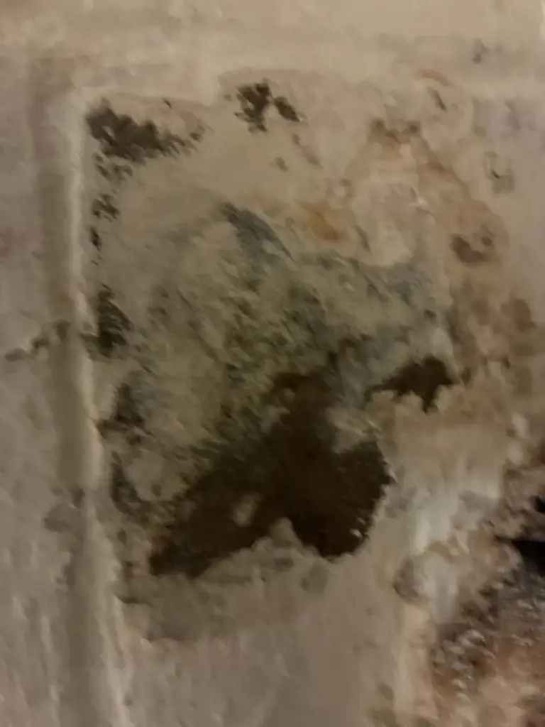 Mold growth on a basement block wall in Bethel Park, PA
