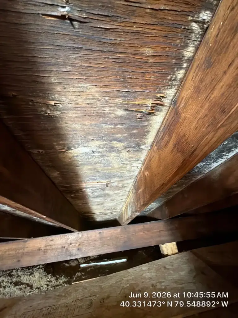 Mold on basement ceiling joists in Greensburg, PA