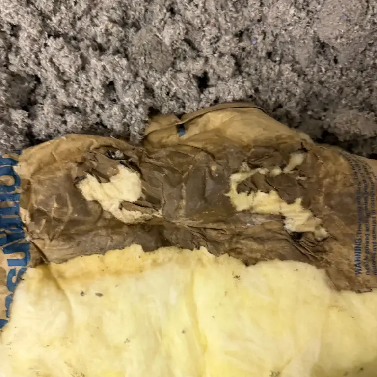 Mold growth on wood framing in McKeesport, PA