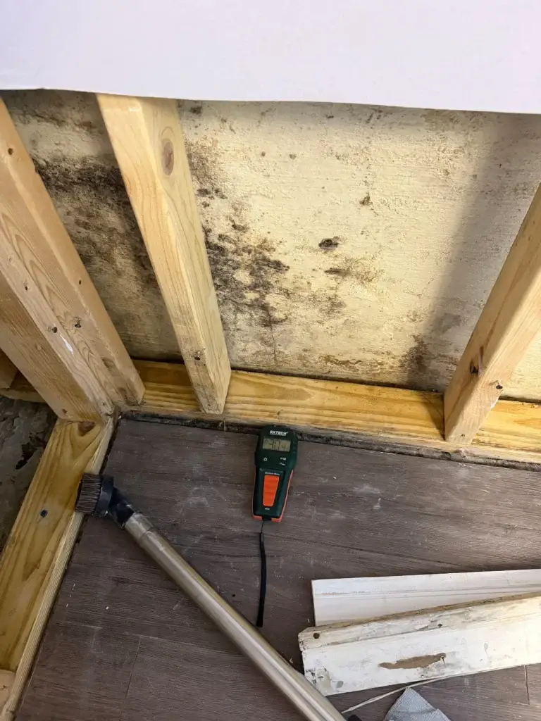 Mold on wall studs after drywall removal in Munhall, PA
