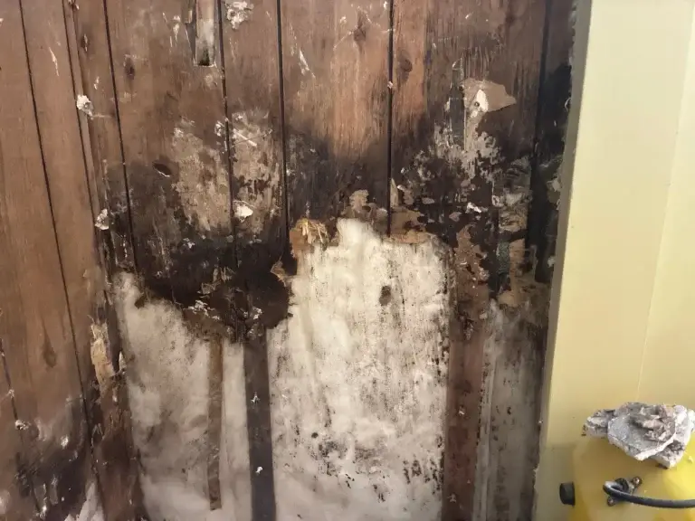 Heavy mold growth on a basement wall in Murrysville, PA