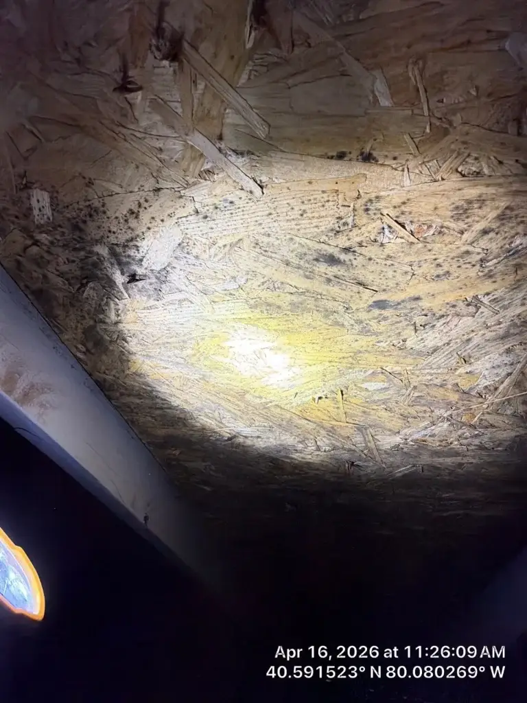 Mold spread across attic roof sheathing in Pittsburgh, PA