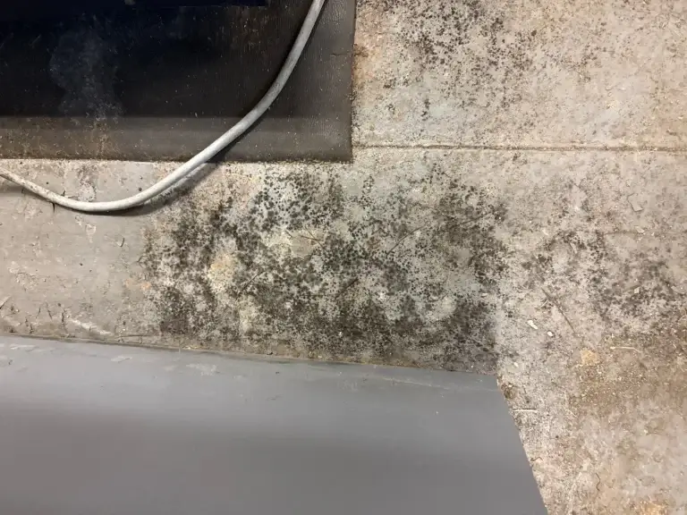 Mold growth on a commercial basement wall in Vandergrift, PA